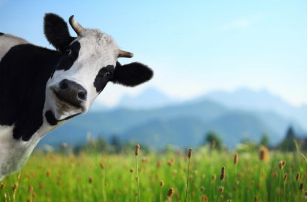Cow Peeking at Camera Cow Peeking at Camera